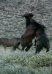 Last of the Spanish Mustangs